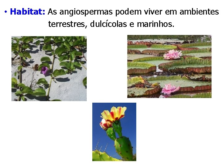 • Habitat: As angiospermas podem viver em ambientes terrestres, dulcícolas e marinhos. • Habitat: As angiospermas podem viver em ambientes terrestres, dulcícolas e marinhos.