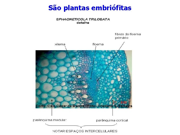 São plantas embriófitas São plantas embriófitas