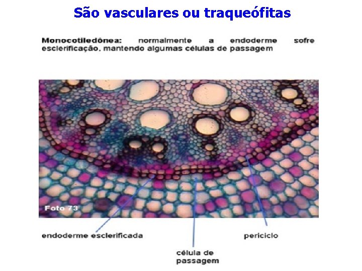 São vasculares ou traqueófitas São vasculares ou traqueófitas