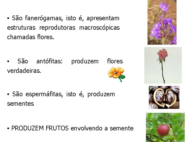 • São fanerógamas, isto é, apresentam estruturas reprodutoras macroscópicas chamadas flores. • São • São fanerógamas, isto é, apresentam estruturas reprodutoras macroscópicas chamadas flores. • São
