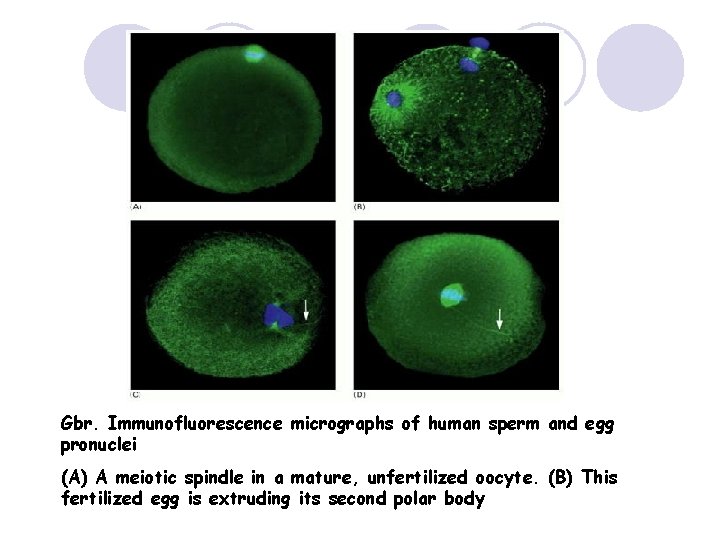 Gbr. Immunofluorescence micrographs of human sperm and egg pronuclei (A) A meiotic spindle in