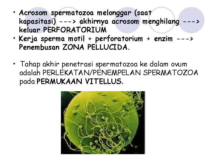  • Acrosom spermatozoa melonggar (saat kapasitasi) ---> akhirnya acrosom menghilang ---> keluar PERFORATORIUM