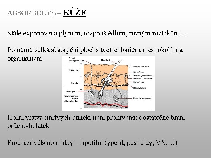 ABSORBCE (7) – KŮŽE Stále exponována plynům, rozpouštědlům, různým roztokům, … Poměrně velká absorpční