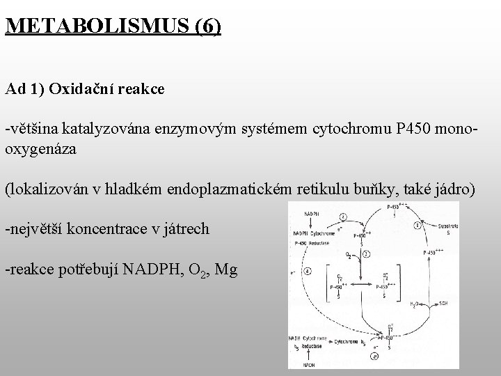 METABOLISMUS (6) Ad 1) Oxidační reakce -většina katalyzována enzymovým systémem cytochromu P 450 monooxygenáza