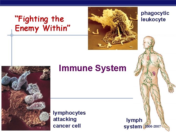 phagocytic leukocyte “Fighting the Enemy Within” Immune System AP Biology lymphocytes attacking cancer cell