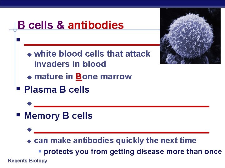 B cells & antibodies § ______________ white blood cells that attack invaders in blood