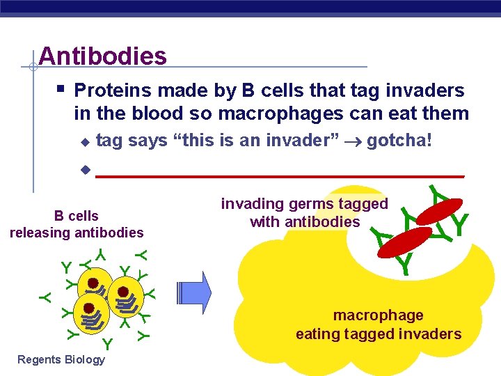 Antibodies § Proteins made by B cells that tag invaders in the blood so