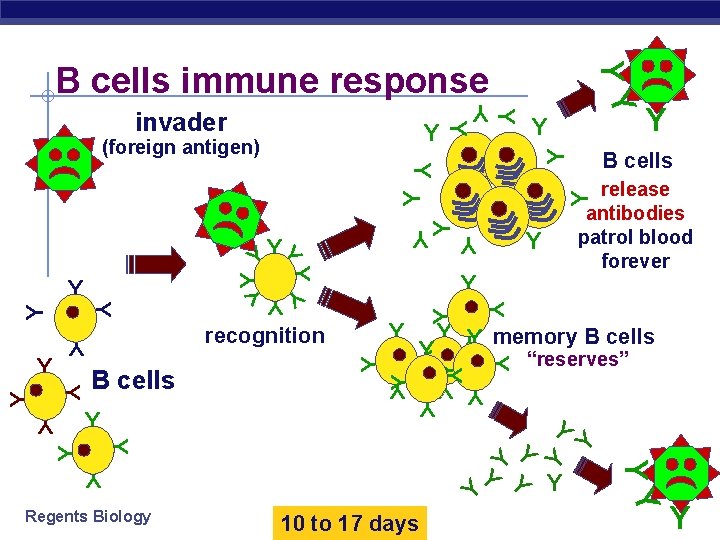 Y release antibodies patrol blood forever Y Y “reserves” Y YY Y Y Y