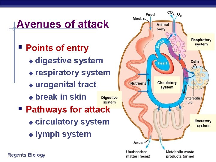 Avenues of attack § Points of entry digestive system u respiratory system u urogenital