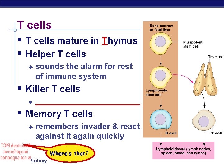 T cells § T cells mature in Thymus § Helper T cells u sounds