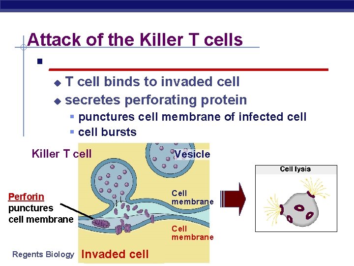 Attack of the Killer T cells § _________________ T cell binds to invaded cell