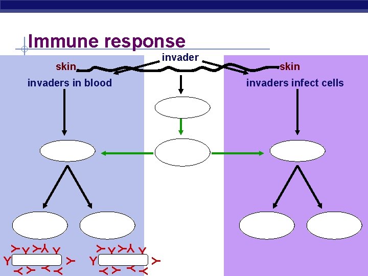 Immune response invader skin Y Y Y Regents Biology Y Y Y Y invaders