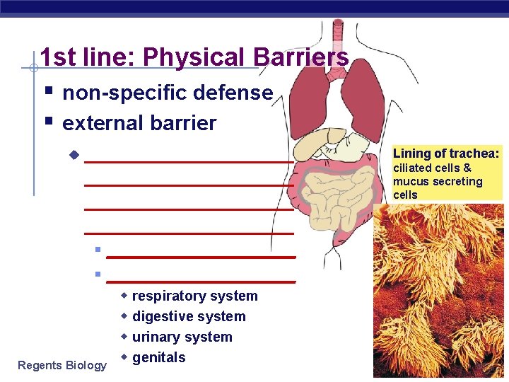 1 st line: Physical Barriers § non-specific defense § external barrier u ___________________ §