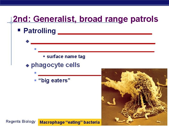 2 nd: Generalist, broad range patrols § Patrolling ____________ u _________________ § ___________________ w