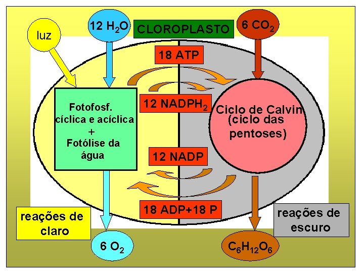 12 H 2 O CLOROPLASTO 6 CO 2 luz 18 ATP Fotofosf. cíclica e