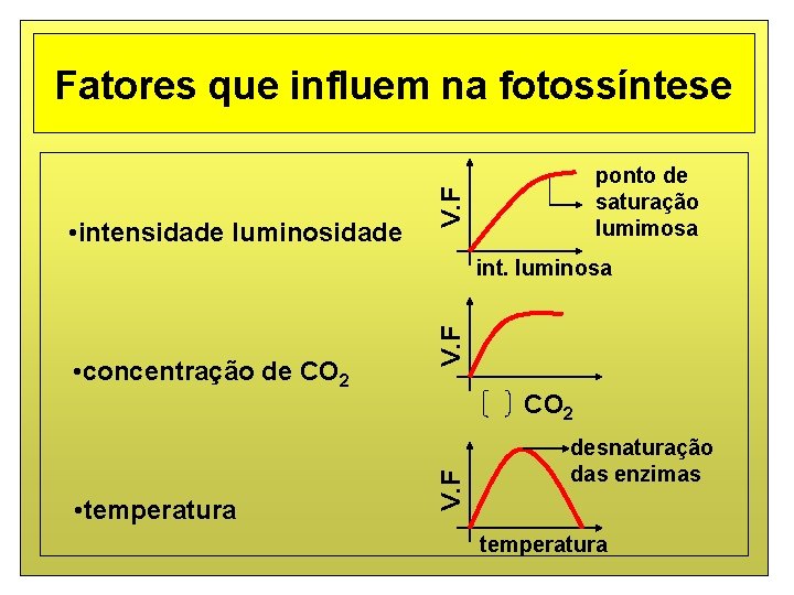 Fatores que influem na fotossíntese V. F • intensidade luminosidade ponto de saturação lumimosa