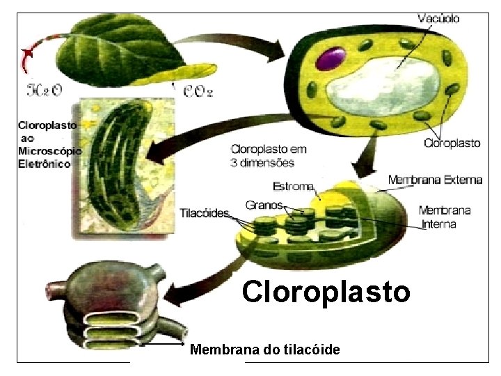 Cloroplasto Membrana do tilacóide 
