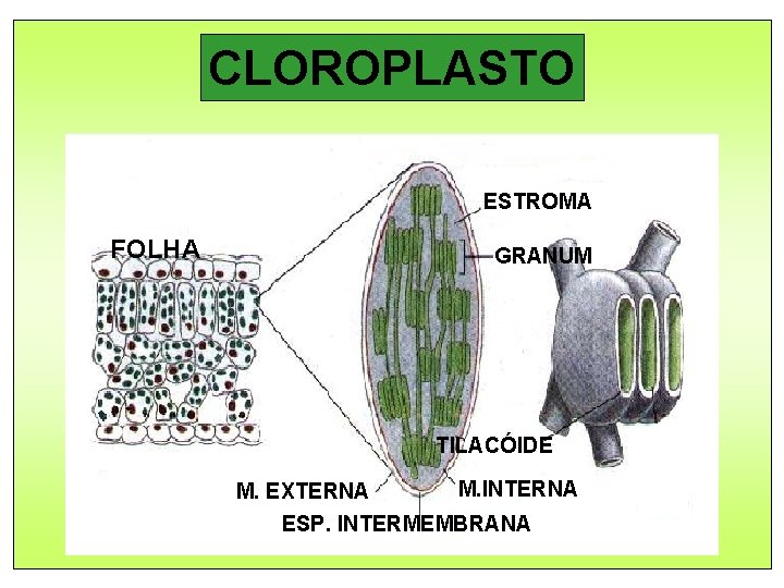 CLOROPLASTO ESTROMA FOLHA GRANUM TILACÓIDE M. INTERNA M. EXTERNA ESP. INTERMEMBRANA 