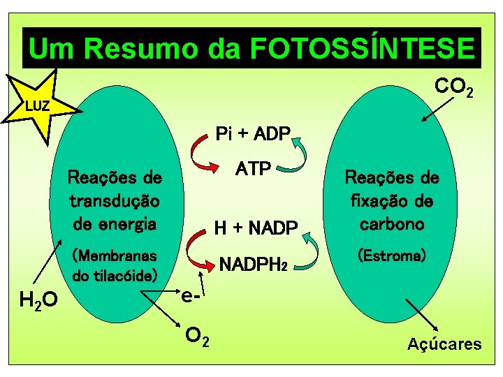 Um Resumo da FOTOSSÍNTESE CO 2 LUZ Pi + ADP ATP Reações de transdução