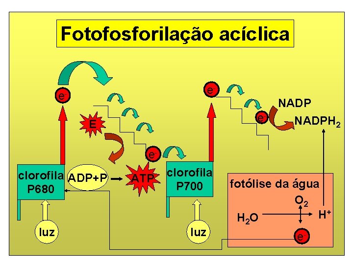 Fotofosforilação acíclica e- e- e- E NADPH 2 eclorofila ADP+P P 680 luz ATP