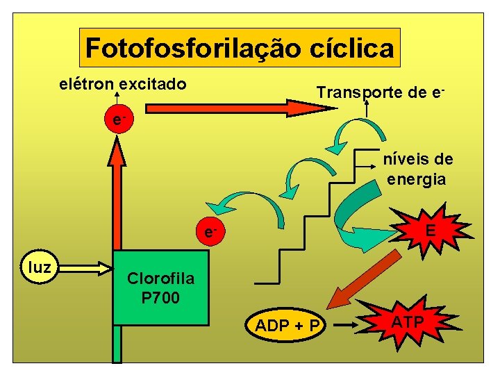 Fotofosforilação cíclica elétron excitado Transporte de e- eníveis de energia E eluz Clorofila P