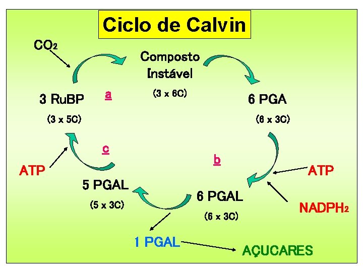 Ciclo de Calvin CO 2 Composto Instável 3 Ru. BP a (3 x 6