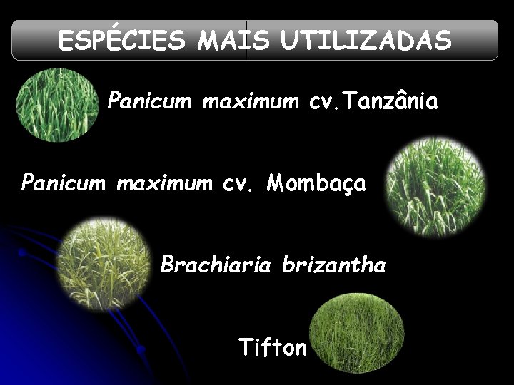 ESPÉCIES MAIS UTILIZADAS Panicum maximum cv. Tanzânia Panicum maximum cv. Mombaça Brachiaria brizantha Tifton