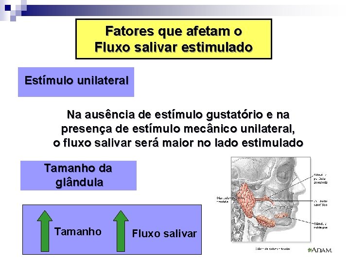 Fatores que afetam o Fluxo salivar estimulado Estímulo unilateral Na ausência de estímulo gustatório