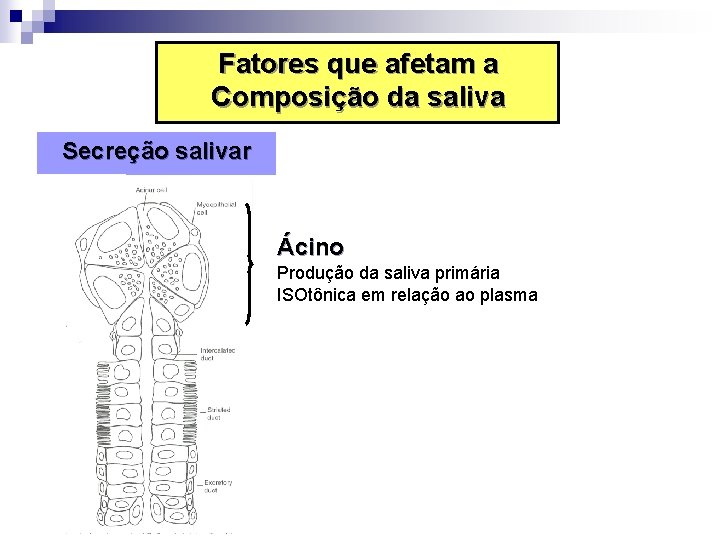 Fatores que afetam a Composição da saliva Secreção salivar Ácino Produção da saliva primária