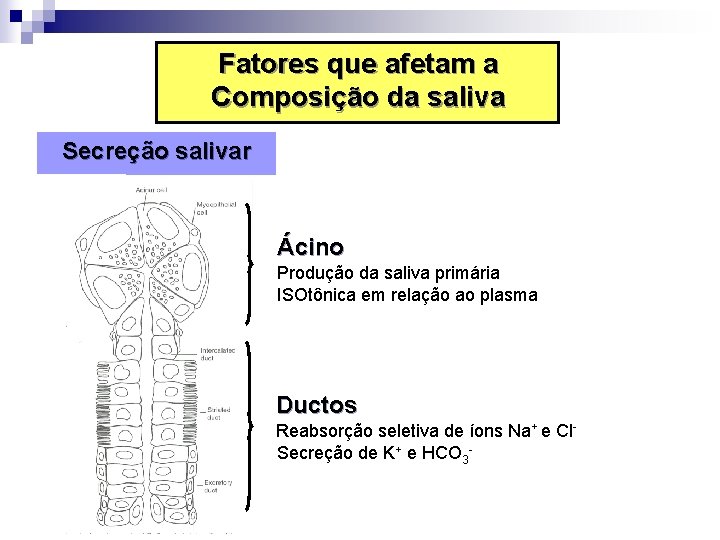 Fatores que afetam a Composição da saliva Secreção salivar Ácino Produção da saliva primária