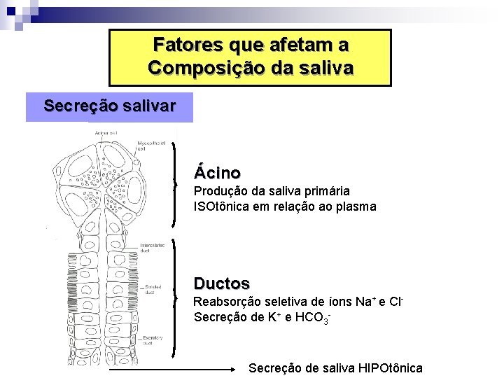 Fatores que afetam a Composição da saliva Secreção salivar Ácino Produção da saliva primária