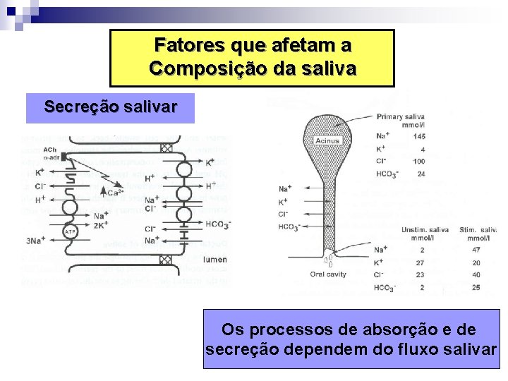 Fatores que afetam a Composição da saliva Secreção salivar Os processos de absorção e