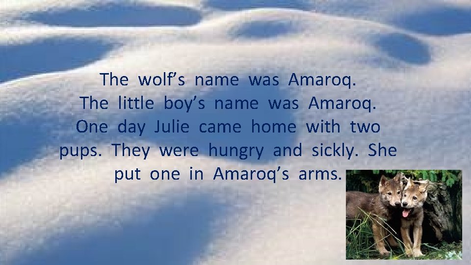 The wolf’s name was Amaroq. The little boy’s name was Amaroq. One day Julie