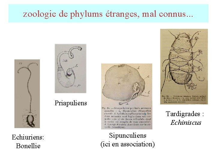 zoologie de phylums étranges, mal connus. . . Priapuliens Tardigrades : Echiniscus Echiuriens: Bonellie zoologie de phylums étranges, mal connus. . . Priapuliens Tardigrades : Echiniscus Echiuriens: Bonellie