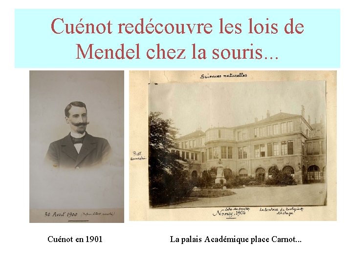 Cuénot redécouvre les lois de Mendel chez la souris. . . Cuénot en 1901 Cuénot redécouvre les lois de Mendel chez la souris. . . Cuénot en 1901