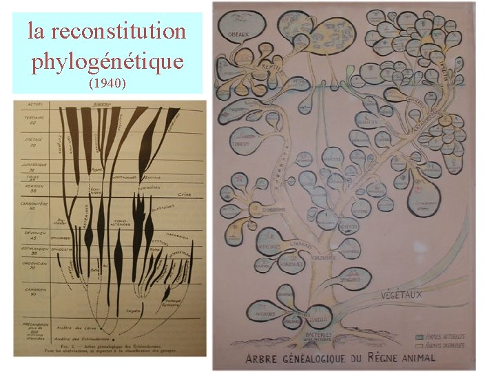 la reconstitution phylogénétique (1940) la reconstitution phylogénétique (1940)
