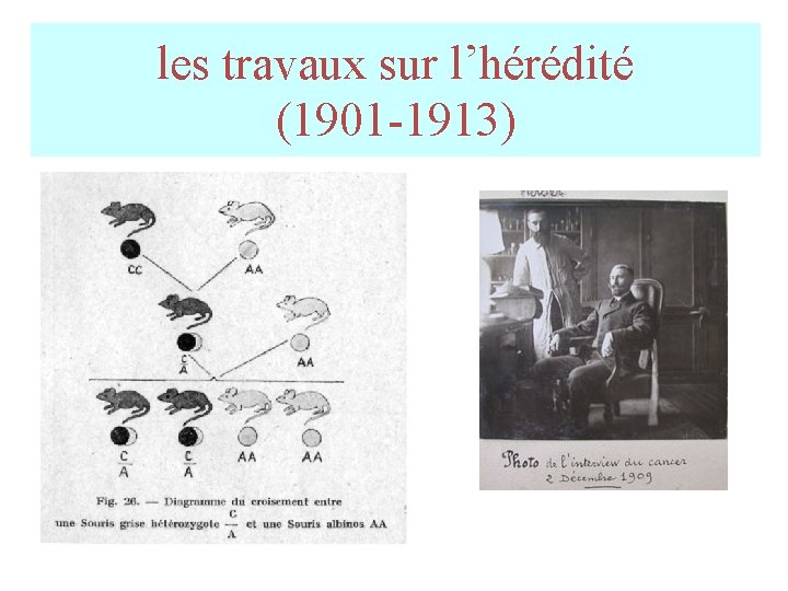 les travaux sur l’hérédité (1901 -1913) les travaux sur l’hérédité (1901 -1913)