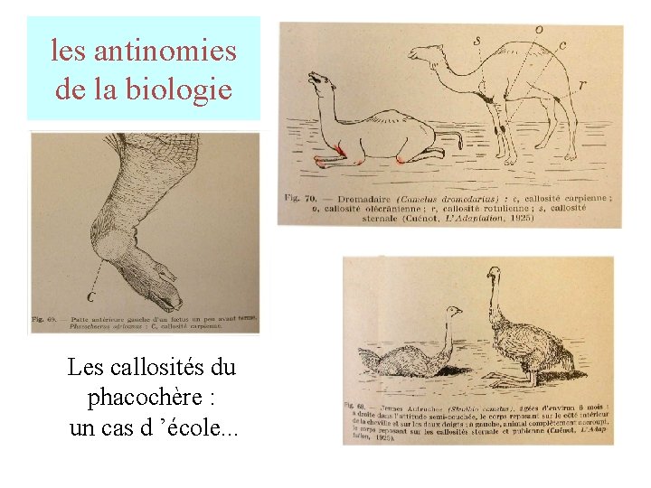 les antinomies de la biologie Les callosités du phacochère : un cas d ’école. les antinomies de la biologie Les callosités du phacochère : un cas d ’école.
