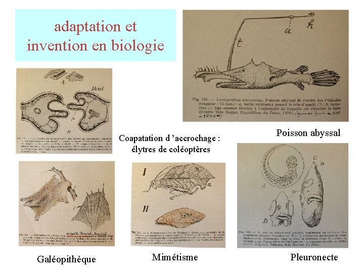 adaptation et invention en biologie Coapatation d ’accrochage : élytres de coléoptères Galéopithèque Mimétisme adaptation et invention en biologie Coapatation d ’accrochage : élytres de coléoptères Galéopithèque Mimétisme