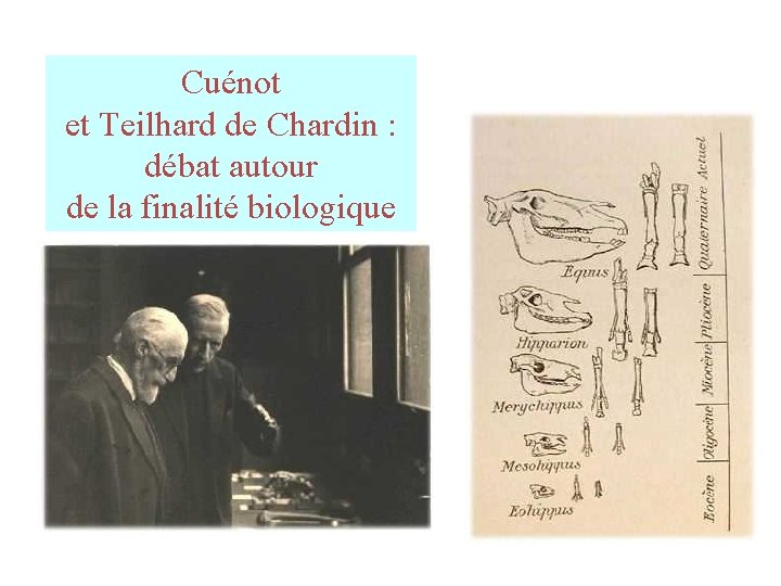 Cuénot et Teilhard de Chardin : débat autour de la finalité biologique Cuénot et Teilhard de Chardin : débat autour de la finalité biologique