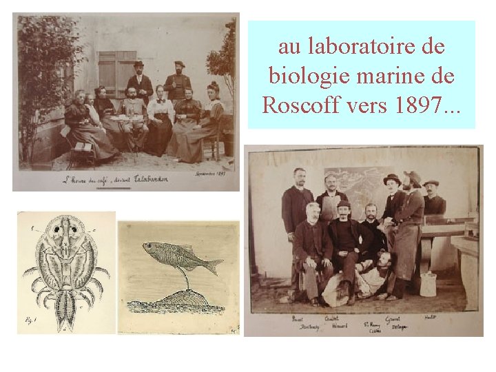au laboratoire de biologie marine de Roscoff vers 1897. . . au laboratoire de biologie marine de Roscoff vers 1897. . .