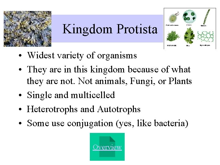 Kingdom Protista • Widest variety of organisms • They are in this kingdom because