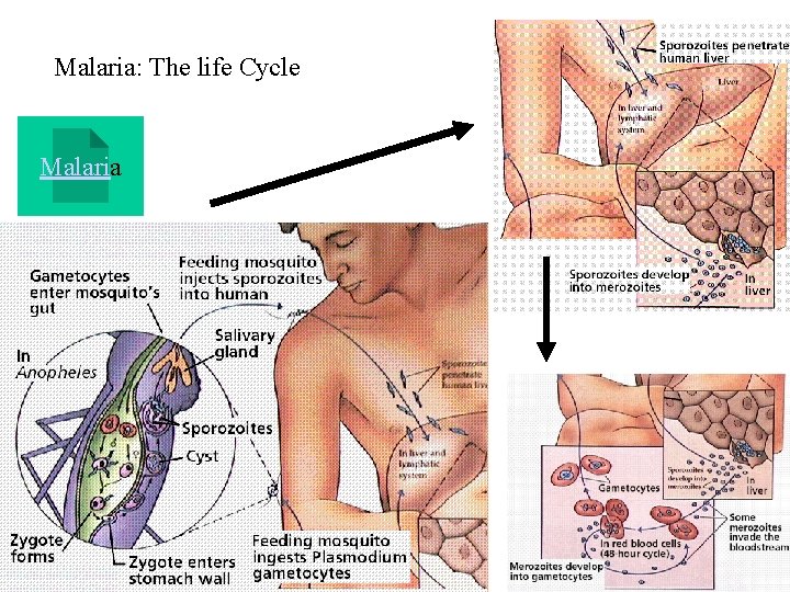 Malaria: The life Cycle Malaria 
