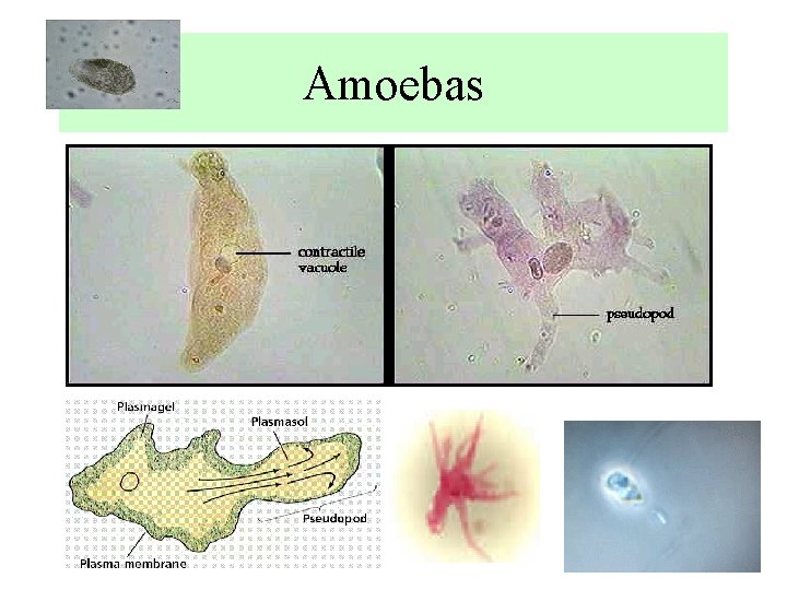Amoebas 