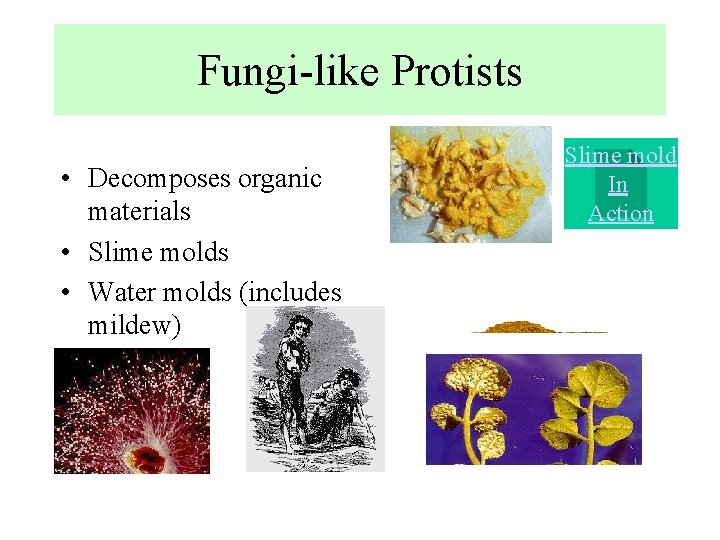 Fungi-like Protists • Decomposes organic materials • Slime molds • Water molds (includes mildew)