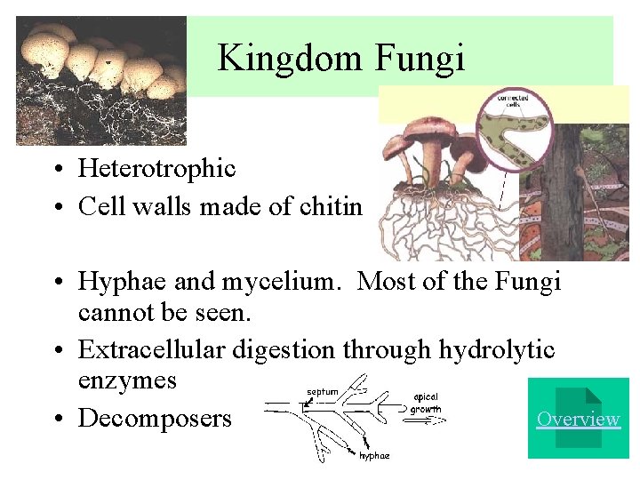 Kingdom Fungi • Heterotrophic • Cell walls made of chitin • Hyphae and mycelium.