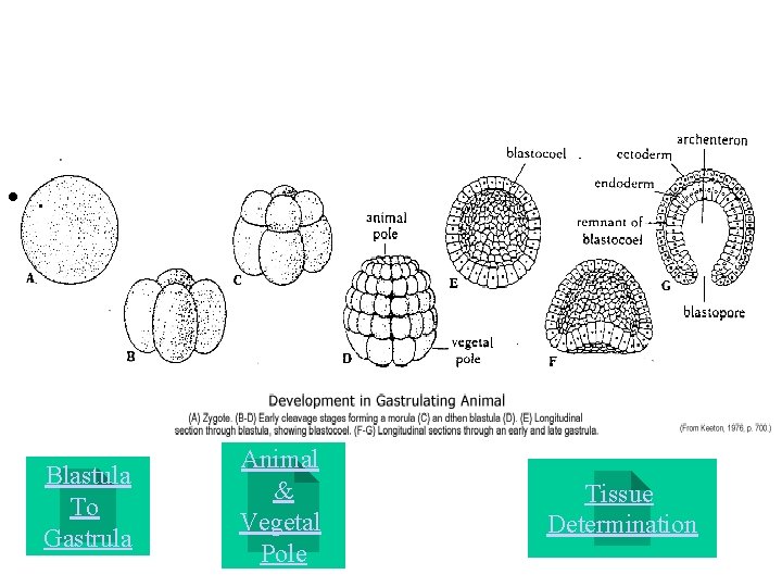  • . Blastula To Gastrula Animal & Vegetal Pole Tissue Determination 