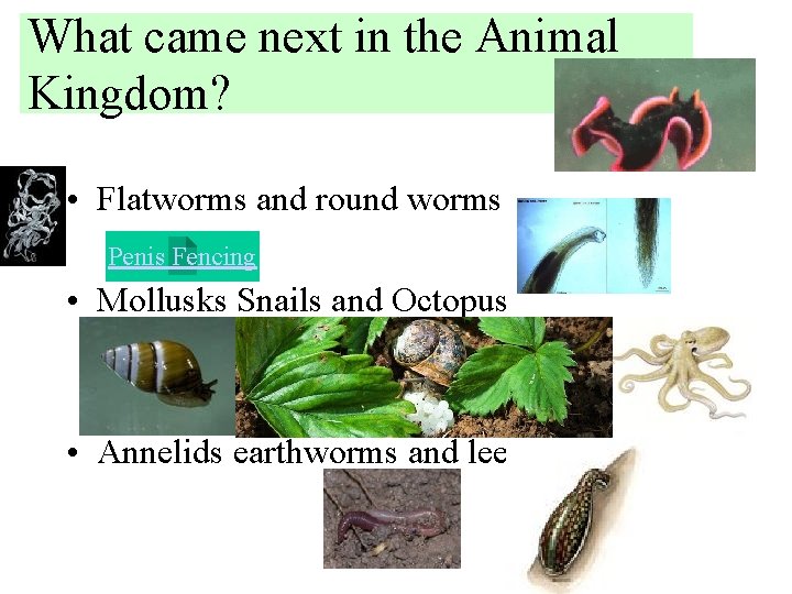 What came next in the Animal Kingdom? • Flatworms and round worms Penis Fencing