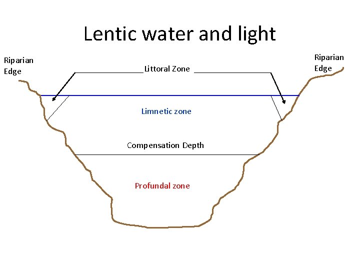 Lentic water and light Riparian Edge Littoral Zone Limnetic zone Compensation Depth Profundal zone Lentic water and light Riparian Edge Littoral Zone Limnetic zone Compensation Depth Profundal zone