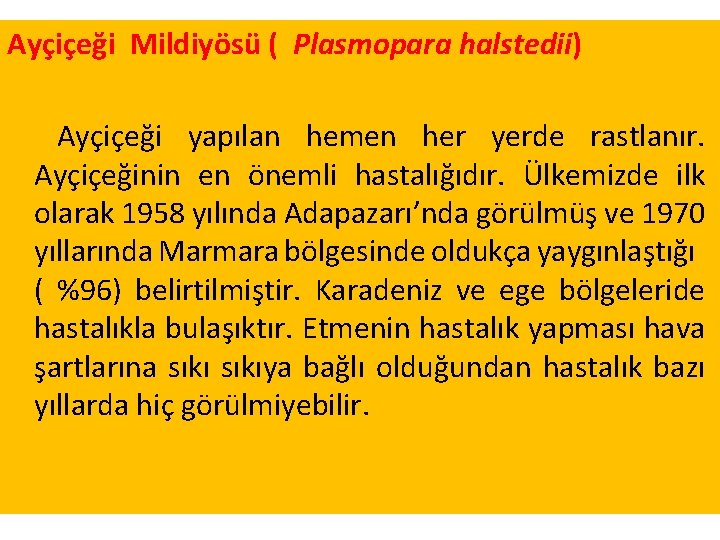 Ayçiçeği Mildiyösü ( Plasmopara halstedii) Ayçiçeği yapılan hemen her yerde rastlanır. Ayçiçeğinin en önemli Ayçiçeği Mildiyösü ( Plasmopara halstedii) Ayçiçeği yapılan hemen her yerde rastlanır. Ayçiçeğinin en önemli